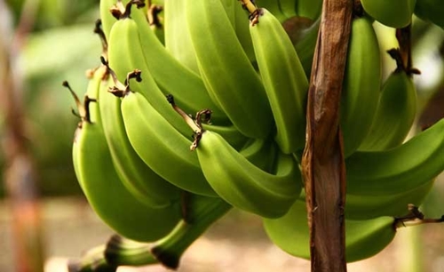 banana capa